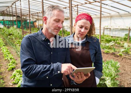 Reifer männlicher Agronomist erklärt Landwirtinnen die Strategie über Tablet-PC im Gewächshaus Stockfoto