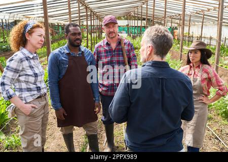 Reife männliche Agronomistin, die im Gewächshaus mit Landwirten diskutiert Stockfoto