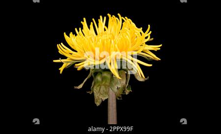 Blühende gelbe Delandelionsblume isoliert auf schwarzem Hintergrund Stockfoto