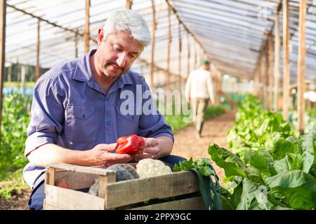 Reifer männlicher Landwirt, der frisch geerntete organische Paprika von Pflanzen im Gewächshaus untersucht Stockfoto