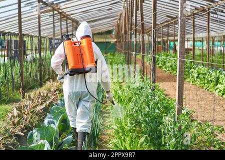 Rückansicht eines männlichen Landwirts, der beim Gehen in einem Biobauernhof Pestizide auf Pflanzen spritzt Stockfoto