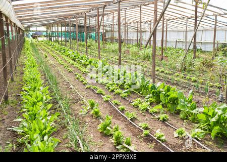 Verschiedene frische Plantagen in Reihen auf einem Bio-Bauernhof an sonnigen Tagen Stockfoto