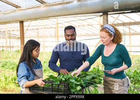 Multikulturelle männliche und weibliche Landwirte, die geerntetes Frischgemüse im ökologischen Betrieb untersuchen Stockfoto