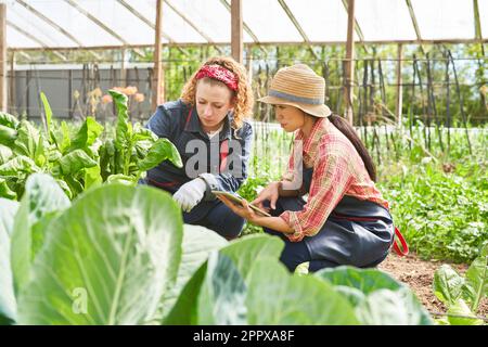 Agronomistinnen diskutieren über ein digitales Tablet vor frischen Pflanzen im Bio-Betrieb Stockfoto