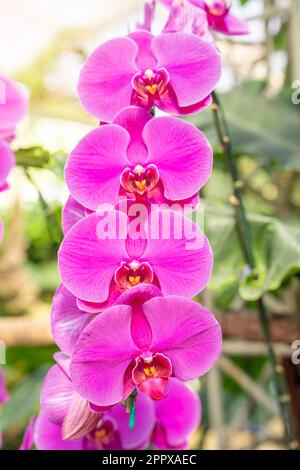 Nahaufnahme der lila Orchideen, wunderschöne gestreifte Orchideenblüten der Phalaenopsis (selektiver Fokus) Stockfoto