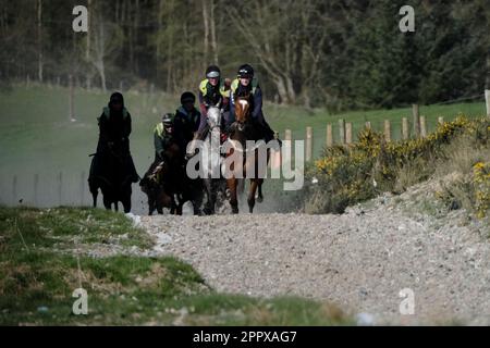 Selkirk, Großbritannien. 25. April 2023. Rennpferde ColtherdÕs Stuart in der Nähe von Selkirk auf den All Weather Galops. Coltherd Racing trainiert bei jedem Wetter, während die Jockeys die morgendlichen Routinen durchlaufen. (Bildnachweis: Rob Gray/Alamy Live News Stockfoto