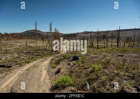 Two Track Trail of Nobels Emigrant führt durch ein Gebiet, das von Forest Fire ausgelöscht wurde Stockfoto