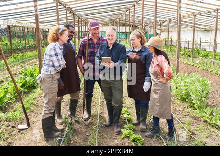 Reifer männlicher Agronomist erklärt multikulturelle Landwirte über Tablet-PCs im Greenhouse Stockfoto