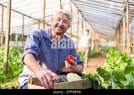 Porträt eines lächelnden, reifen männlichen Landwirts mit frisch geernteter organischer Paprika von Pflanzen im Gewächshaus Stockfoto