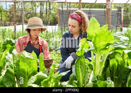Agronomistin diskutiert mit Landwirt über Tablet-PC vor frischen Pflanzen im Biobetrieb Stockfoto
