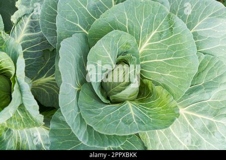 Nahaufnahme des frischen Gemüseanbaus in einem Bio-Bauernhof Stockfoto