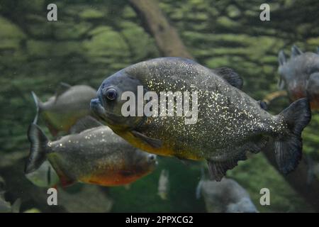 Piranhas im Aquarium. Piranha-Nahaufnahme. Stockfoto