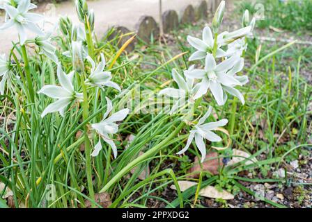 Ornithogalum nutans, bekannt als Stern-von-Bethlehem,[2] ist eine blühende Pflanzenart aus der Familie Asparagaceae, die in Europa und im Süden von We heimisch ist Stockfoto
