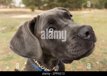 Reinrassiger, schwarzer italienischer Mastiff mit grünen Augen, der wegschaut, während er Zeit im Park verbringt Stockfoto