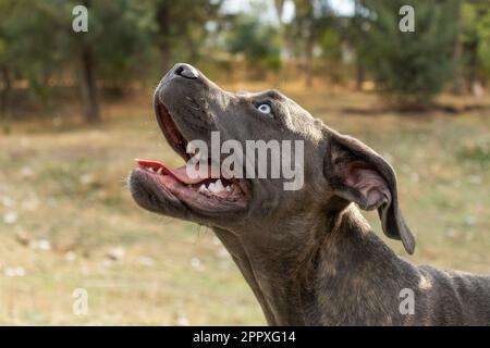 Reinrassiger, schwarzer italienischer Mastiff mit blauen Augen, der wegschaut, während er Zeit im Park verbringt Stockfoto