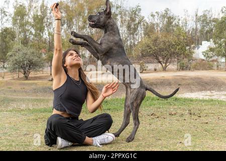 Der reinrassige Hund Cane Corso springt mit erhobenen Armen, während er versucht, sich von einer jungen, glücklichen Besitzerin im Park vor grünen Bäumen etwas zu gönnen Stockfoto