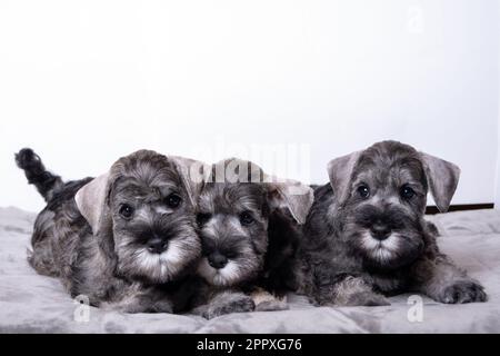 Drei kleine Schnauzer-Welpen mit schwarzem Bart liegen nebeneinander auf dem Bett und sehen dich an. Eine Familie von Welpen, die zusammen liegen. Stockfoto