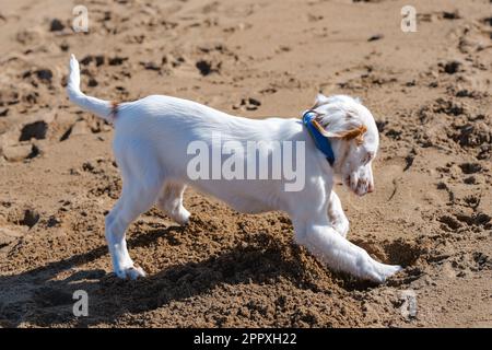 Verspielter niedlicher weißer und brauner Clumber Spaniel Welpe mit blauem Kragen gräbt mit Pfoten am Sandstrand am Sommerwochenende Stockfoto