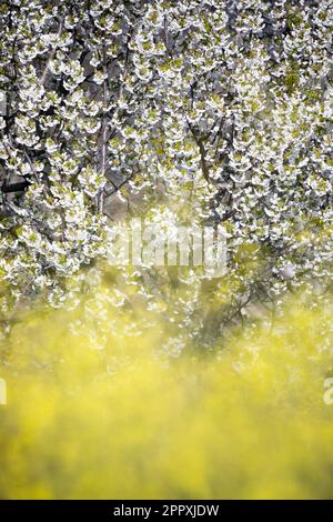 Blühender Kirschbaum mit sanft weißen Blumen, die im Garten während der Frühlingssaison im Valle del Jerte wachsen Stockfoto