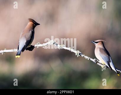 Ein paar Zedernwachsflügel, Bombycilla Cedrorum, hoch oben auf einem Ast. Stockfoto