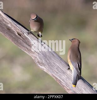 Ein paar Zedernwachsflügel, Bombycilla Cedrorum, hoch oben auf einem Ast. Stockfoto