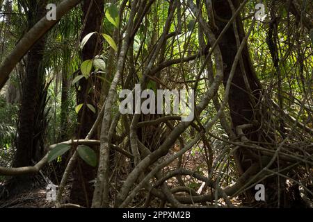 Baumstämme mit grünen Blättern, die an sonnigen Tagen in den tropischen Wäldern Guinea-Bissaus wachsen Stockfoto
