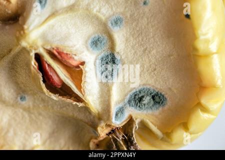 Echter Kunstschimmel auf einem halben Apfel, wie ein Symbol der Zeit Stockfoto