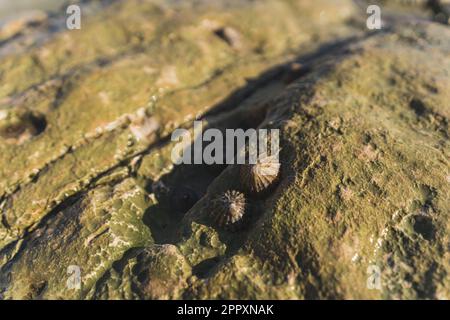 Nahaufnahme von Schnecken auf dem Felsen auf Flamborough Head. Flieder sind eine Gruppe von Wasserschnecken, die eine konische Muschelform (Patelliform) und einen starken, muskulären Fuß aufweisen. Hochwertiges Foto Stockfoto