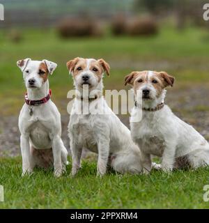 Drei Parson Russell Terriers Jack russells Stockfoto