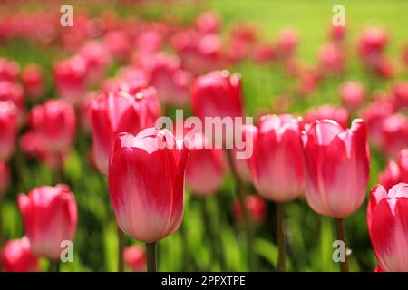 Rote Tulpenblüten im Sonnenlicht, farbenfroher Frühlingshintergrund. Feld der blühenden Tulpen, selektiver Fokus Stockfoto