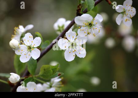 Kirschblüte im Frühlingsgarten nach Regen. Weiße Blumen und junge grüne Blätter auf einem Ast Stockfoto