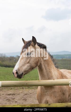 dunnpferd Stockfoto