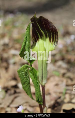 Jack-in-the-Kanzel in den Camp Ground Road Woods in der hellen Sonne von des Plaines, Illinois Stockfoto