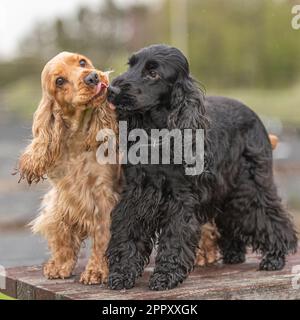 Zwei englische Cocker Spaniels, die sich küssen Stockfoto