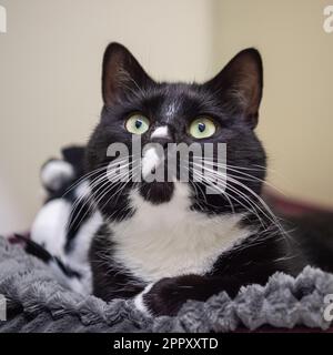 Katze Stockfoto