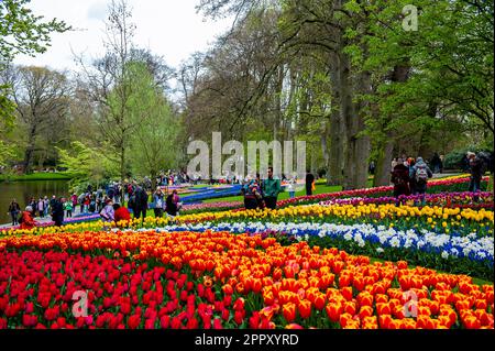 Besucher werden dabei gesehen, wie sie durch alle Arten von Blumen spazieren. Keukenhof ist auch bekannt als der Garten Europas, einer der weltweit größten Blumengärten und befindet sich in Lisse, den Niederlanden. Zusätzlich zu den Millionen Tulpen, Narzissen und Hyazinthen im Park ist die Blume in den Pavillons größer und schöner geworden. Bis zum 14. Mai 2023 werden voraussichtlich weit über 1 Millionen Menschen aus der ganzen Welt die Ausstellung besuchen. Damit leistet der Keukenhof einen wichtigen Beitrag für den niederländischen Tourismus- und Blumenzuchtsektor. Stockfoto