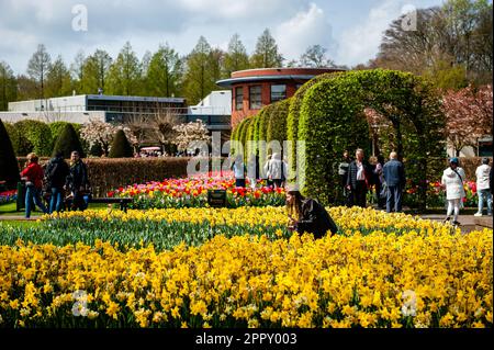 Man sieht Leute, die Fotos durch die Blumen machen. Keukenhof ist auch bekannt als der Garten Europas, einer der weltweit größten Blumengärten und befindet sich in Lisse, den Niederlanden. Zusätzlich zu den Millionen Tulpen, Narzissen und Hyazinthen im Park ist die Blume in den Pavillons größer und schöner geworden. Bis zum 14. Mai 2023 werden voraussichtlich weit über 1 Millionen Menschen aus der ganzen Welt die Ausstellung besuchen. Damit leistet der Keukenhof einen wichtigen Beitrag für den niederländischen Tourismus- und Blumenzuchtsektor. Stockfoto