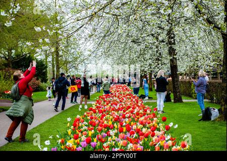 Besucher können Fotos von den Blütenbäumen machen. Keukenhof ist auch bekannt als der Garten Europas, einer der weltweit größten Blumengärten und befindet sich in Lisse, den Niederlanden. Zusätzlich zu den Millionen Tulpen, Narzissen und Hyazinthen im Park ist die Blume in den Pavillons größer und schöner geworden. Bis zum 14. Mai 2023 werden voraussichtlich weit über 1 Millionen Menschen aus der ganzen Welt die Ausstellung besuchen. Damit leistet der Keukenhof einen wichtigen Beitrag für den niederländischen Tourismus- und Blumenzuchtsektor. Stockfoto