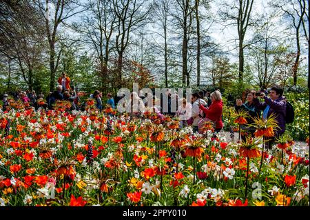 Menschen sahen, wie sie Fotos von verschiedenen und bunten Blumen machten. Keukenhof ist auch bekannt als der Garten Europas, einer der weltweit größten Blumengärten und befindet sich in Lisse, den Niederlanden. Zusätzlich zu den Millionen Tulpen, Narzissen und Hyazinthen im Park ist die Blume in den Pavillons größer und schöner geworden. Bis zum 14. Mai 2023 werden voraussichtlich weit über 1 Millionen Menschen aus der ganzen Welt die Ausstellung besuchen. Damit leistet der Keukenhof einen wichtigen Beitrag für den niederländischen Tourismus- und Blumenzuchtsektor. Stockfoto