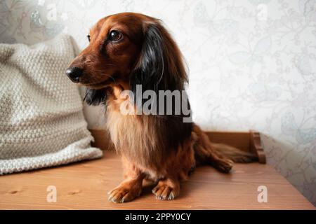 Ganzkörperportrait mit gepflegtem langhaarigen Dackel in roter und schwarzer Farbe, braunen Augen, entzückender schwarzer Nase. Stockfoto