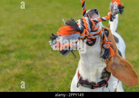 Ein Beagle-Hund zieht an einem Seil und spielt mit seinem Meister Tauziehen. Ein Hund spielt Tauziehen mit einem Seil. Spielerischer Hund mit Spielzeug. Tauziehen zwischen Meister und Meister Stockfoto