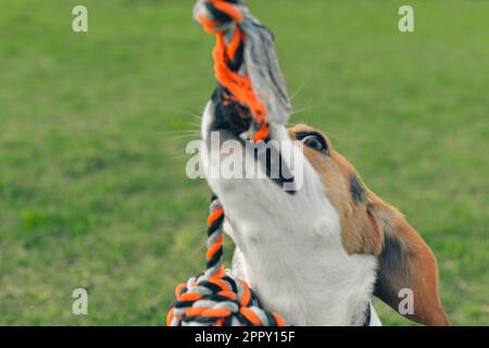 Ein Beagle-Hund zieht an einem Seil und spielt mit seinem Meister Tauziehen. Ein Hund spielt Tauziehen mit einem Seil. Spielerischer Hund mit Spielzeug. Tauziehen zwischen Meister und Meister Stockfoto