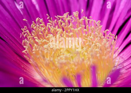 Nahaufnahme der Blume einer lila Eispflanze mit Strähnen gelblicher Filamente. Pflanzlicher Hintergrund Stockfoto