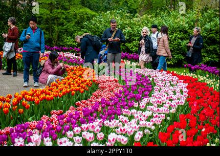 Menschen aus der ganzen Welt werden dabei gesehen, wie sie Fotos machen und die verschiedenen Arten von Blumen beobachten. Keukenhof ist auch bekannt als der Garten Europas, einer der weltweit größten Blumengärten und befindet sich in Lisse, den Niederlanden. Zusätzlich zu den Millionen Tulpen, Narzissen und Hyazinthen im Park ist die Blume in den Pavillons größer und schöner geworden. Bis zum 14. Mai 2023 werden voraussichtlich weit über 1 Millionen Menschen aus der ganzen Welt die Ausstellung besuchen. Damit leistet der Keukenhof einen wichtigen Beitrag für den niederländischen Tourismus- und Blumenzuchtsektor. (Foto: Ana F. Stockfoto