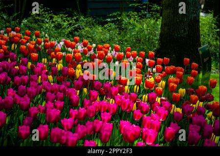 23. April 2023, Lisse, Niederlande: Ein Blick auf verschiedene Tulpenarten. Keukenhof ist auch bekannt als der Garten Europas, einer der weltweit größten Blumengärten und befindet sich in Lisse, den Niederlanden. Zusätzlich zu den Millionen Tulpen, Narzissen und Hyazinthen im Park ist die Blume in den Pavillons größer und schöner geworden. Bis zum 14. Mai 2023 werden voraussichtlich weit über 1 Millionen Menschen aus der ganzen Welt die Ausstellung besuchen. Damit leistet der Keukenhof einen wichtigen Beitrag für den niederländischen Tourismus- und Blumenzuchtsektor. (Kreditbild: © Ana Fernandez/SOPA Images Stockfoto