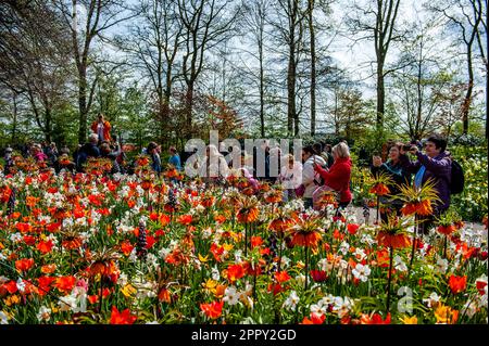 Menschen sahen, wie sie Fotos von verschiedenen und bunten Blumen machten. Keukenhof ist auch bekannt als der Garten Europas, einer der weltweit größten Blumengärten und befindet sich in Lisse, den Niederlanden. Zusätzlich zu den Millionen Tulpen, Narzissen und Hyazinthen im Park ist die Blume in den Pavillons größer und schöner geworden. Bis zum 14. Mai 2023 werden voraussichtlich weit über 1 Millionen Menschen aus der ganzen Welt die Ausstellung besuchen. Damit leistet der Keukenhof einen wichtigen Beitrag für den niederländischen Tourismus- und Blumenzuchtsektor. (Foto: Ana Fernandez/SOPA Images/Sipa Stockfoto