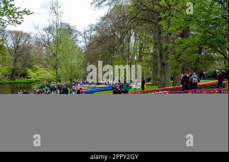 23. April 2023, Lisse, Niederlande: Besucher werden dabei gesehen, wie sie durch alle Arten von Blumen spazieren. Keukenhof ist auch bekannt als der Garten Europas, einer der weltweit größten Blumengärten und befindet sich in Lisse, den Niederlanden. Zusätzlich zu den Millionen Tulpen, Narzissen und Hyazinthen im Park ist die Blume in den Pavillons größer und schöner geworden. Bis zum 14. Mai 2023 werden voraussichtlich weit über 1 Millionen Menschen aus der ganzen Welt die Ausstellung besuchen. Damit leistet der Keukenhof einen wichtigen Beitrag für den niederländischen Tourismus- und Blumenzuchtsektor. (Kreditbild Stockfoto