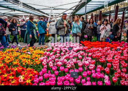 23. April 2023, Lisse, Niederlande: Man sieht Menschen, die einzigartige Arten von Tulpen betrachten. Keukenhof ist auch bekannt als der Garten Europas, einer der weltweit größten Blumengärten und befindet sich in Lisse, den Niederlanden. Zusätzlich zu den Millionen Tulpen, Narzissen und Hyazinthen im Park ist die Blume in den Pavillons größer und schöner geworden. Bis zum 14. Mai 2023 werden voraussichtlich weit über 1 Millionen Menschen aus der ganzen Welt die Ausstellung besuchen. Damit leistet der Keukenhof einen wichtigen Beitrag für den niederländischen Tourismus- und Blumenzuchtsektor. (Kreditbild: © Ana Fernand Stockfoto