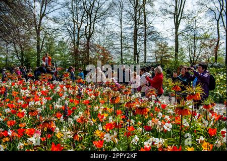 23. April 2023, Lisse, Niederlande: Menschen sehen, wie sie Fotos von verschiedenen und bunten Blumen machen. Keukenhof ist auch bekannt als der Garten Europas, einer der weltweit größten Blumengärten und befindet sich in Lisse, den Niederlanden. Zusätzlich zu den Millionen Tulpen, Narzissen und Hyazinthen im Park ist die Blume in den Pavillons größer und schöner geworden. Bis zum 14. Mai 2023 werden voraussichtlich weit über 1 Millionen Menschen aus der ganzen Welt die Ausstellung besuchen. Damit leistet der Keukenhof einen wichtigen Beitrag für den niederländischen Tourismus- und Blumenzuchtsektor. (Kredit Stockfoto