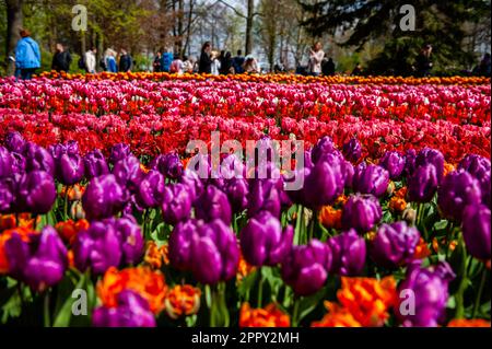 23. April 2023, Lisse, Niederlande: Verschiedene Tulpenarten können entlang des Gartens gesehen werden. Keukenhof ist auch bekannt als der Garten Europas, einer der weltweit größten Blumengärten und befindet sich in Lisse, den Niederlanden. Zusätzlich zu den Millionen Tulpen, Narzissen und Hyazinthen im Park ist die Blume in den Pavillons größer und schöner geworden. Bis zum 14. Mai 2023 werden voraussichtlich weit über 1 Millionen Menschen aus der ganzen Welt die Ausstellung besuchen. Damit leistet der Keukenhof einen wichtigen Beitrag für den niederländischen Tourismus- und Blumenzuchtsektor. (Kreditbild: © Ana Fe Stockfoto